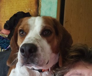 Beagle Dog Breeder near HOWARD, OH, USA