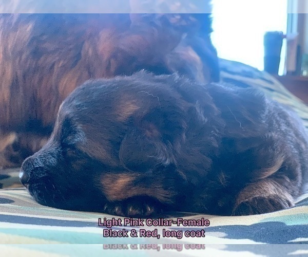 Medium Photo #76  Breeder Profile in PINON HILLS, CA, USA
