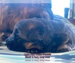 Small #75 Breeder Profile image