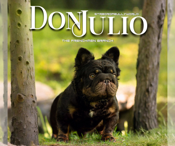 Medium Photo #12  Breeder Profile in BRIDGEWATER, MA, USA