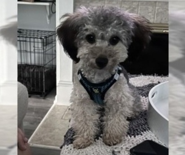 Medium Photo #2  Breeder Profile in MONTGOMERY VILLAGE, MD, USA