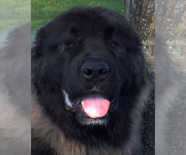 Medium Photo #24  Breeder Profile in TWINING, MI, USA