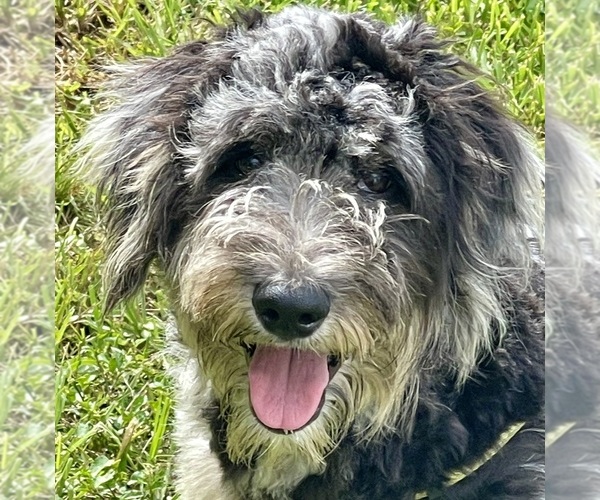 Medium Photo #19  Breeder Profile in LAKELAND, FL, USA