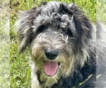 Small #18 Breeder Profile image