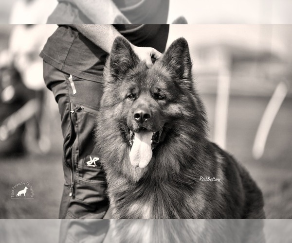 Medium Photo #3  Breeder Profile in MORRILTON, AR, USA