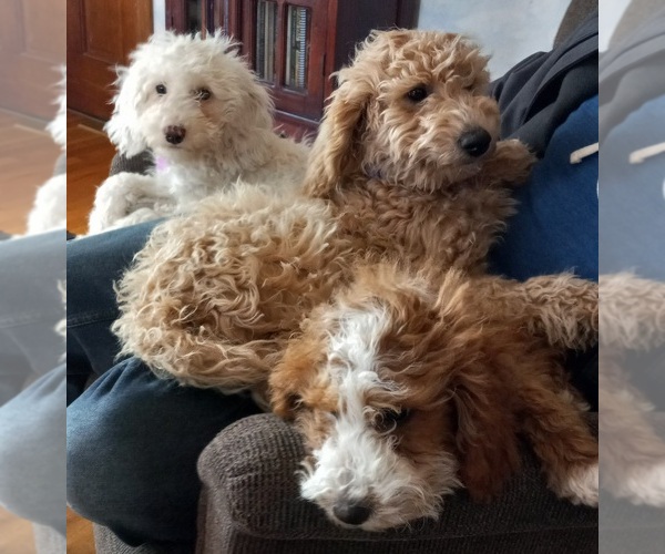 Medium Photo #11  Breeder Profile in SAINT MARYS, KS, USA