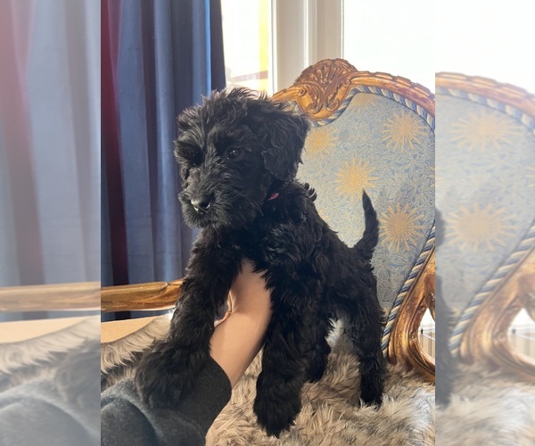 Medium Photo #1  Breeder Profile in SAN ANTONIO, TX, USA