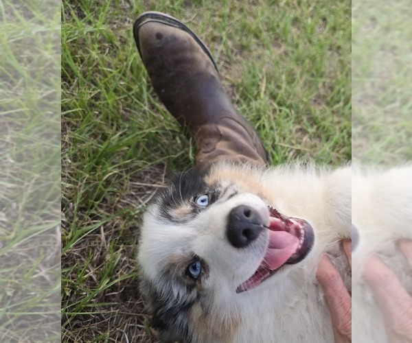 Medium Photo #6  Breeder Profile in LAURINBURG, NC, USA