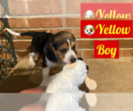 Small breeder photo