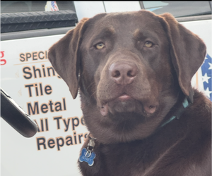 Labrador Retriever Dog Breeder near Melbourne, FL, USA