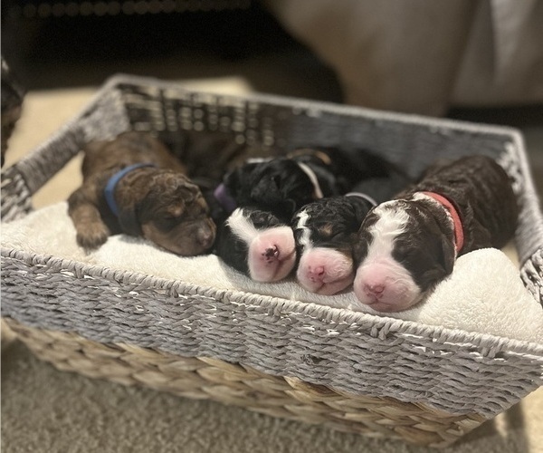 Medium Photo #1  Breeder Profile in GRAND BLANC, MI, USA