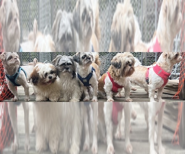 Medium Photo #14  Breeder Profile in ROSEVILLE, OH, USA