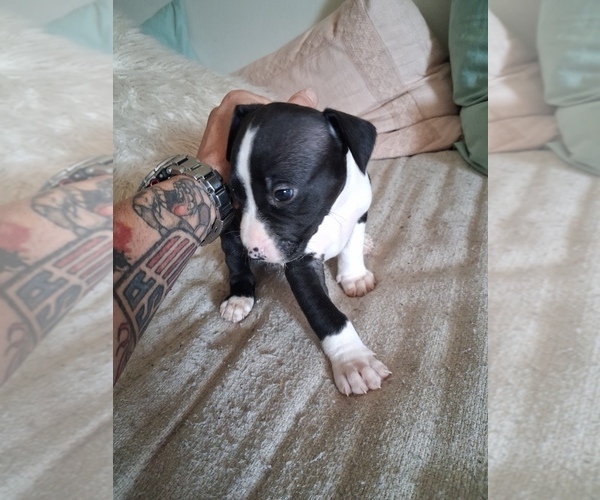 Medium Photo #8  Breeder Profile in BAKERSFIELD, CA, USA