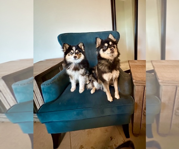 Medium Photo #14  Breeder Profile in CAVE CREEK, AZ, USA