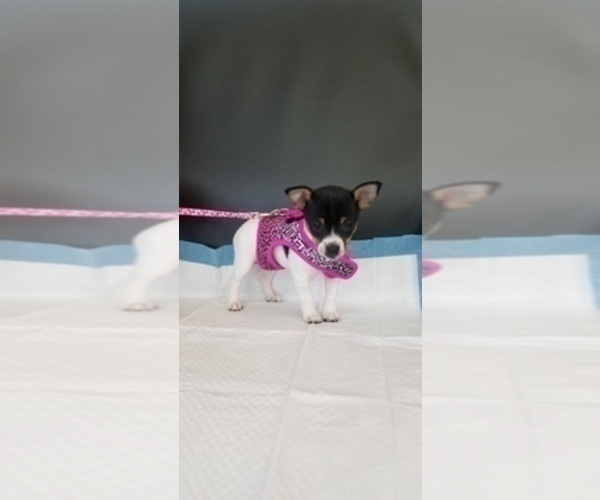 Medium Photo #7  Breeder Profile in WHITAKERS, NC, USA