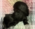 Small #4 Breeder Profile image