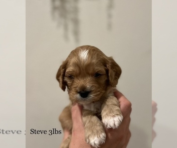 Medium Photo #4  Breeder Profile in ROCKLIN, CA, USA