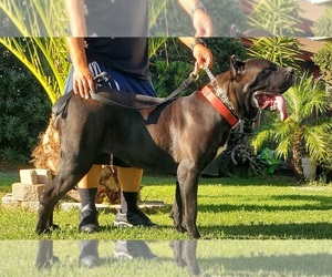 Cane Corso Dog Breeder in FONTANA,  USA