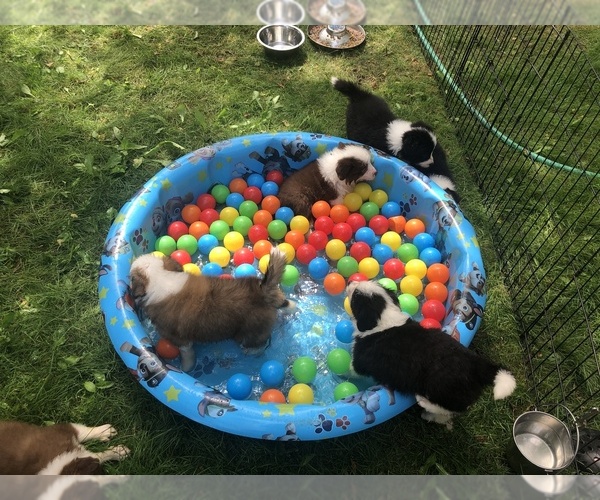 Medium Photo #17  Breeder Profile in BRYANTOWN, MD, USA