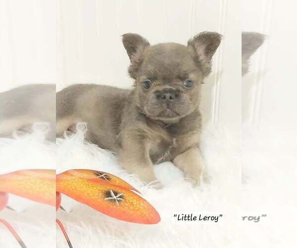 Medium Photo #2  Breeder Profile in COLONIAL BCH, VA, USA