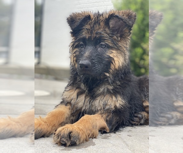 Medium Photo #30  Breeder Profile in COVINGTON, LA, USA