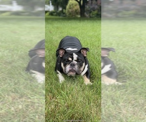 American Bully-English Bulldog Mix Dog Breeder in ALLENTOWN,  USA