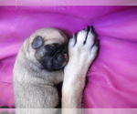 Small #2 Breeder Profile image