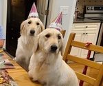 Small #6 Breeder Profile image