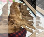 Small #33 Breeder Profile image