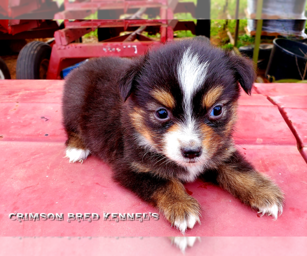 Medium Photo #4  Breeder Profile in DOTHAN, AL, USA