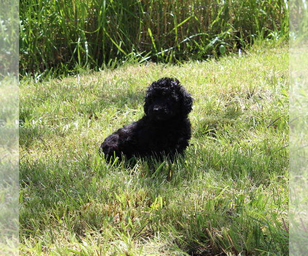 Medium Photo #79  Breeder Profile in CHANUTE, KS, USA
