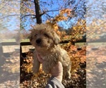 Small breeder photo