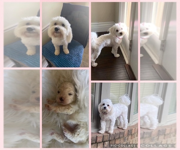 Medium Photo #1  Breeder Profile in MEMPHIS, TN, USA