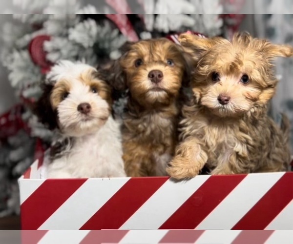Medium Photo #1  Breeder Profile in EAGLE MOUNTAIN, UT, USA