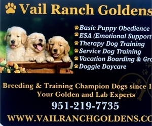 Main photo of Golden Retriever Dog Breeder near TEMECULA, CA, USA