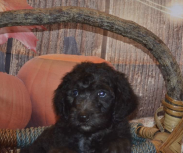 Medium Photo #1  Breeder Profile in PONCA CITY, OK, USA