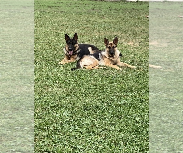 Medium Photo #1  Breeder Profile in DAHLONEGA, IA, USA