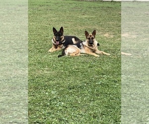 German Shepherd Dog Dog Breeder near DAHLONEGA, IA, USA