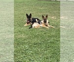 Small Photo #1  Breeder Profile in DAHLONEGA, IA, USA