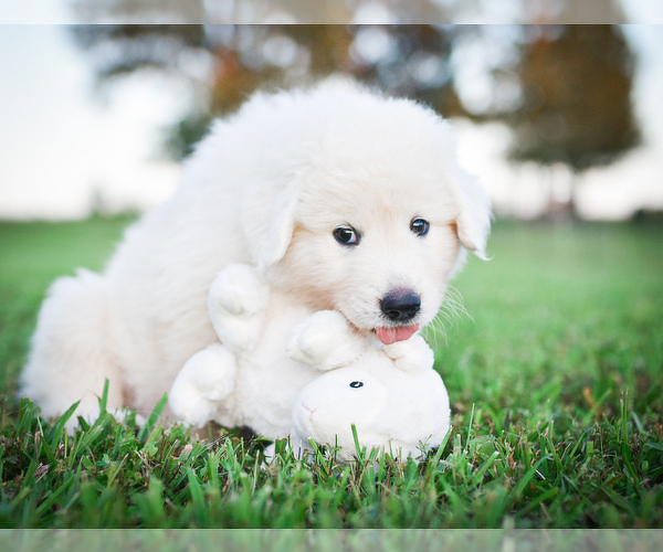 Medium Photo #25  Breeder Profile in CONWAY, MO, USA