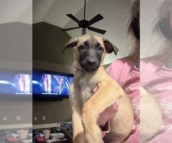 Medium Photo #19  Breeder Profile in ATHENS, AL, USA