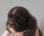 Small #2 Breeder Profile image
