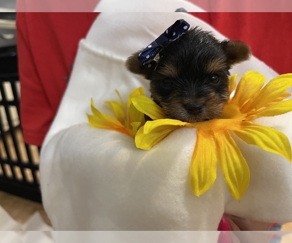 Medium Photo #1  Breeder Profile in MILTON, FL, USA