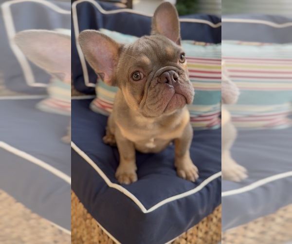 Medium Photo #2  Breeder Profile in COLUMBIA, SC, USA