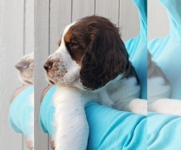 Medium Photo #1  Breeder Profile in TENINO, WA, USA