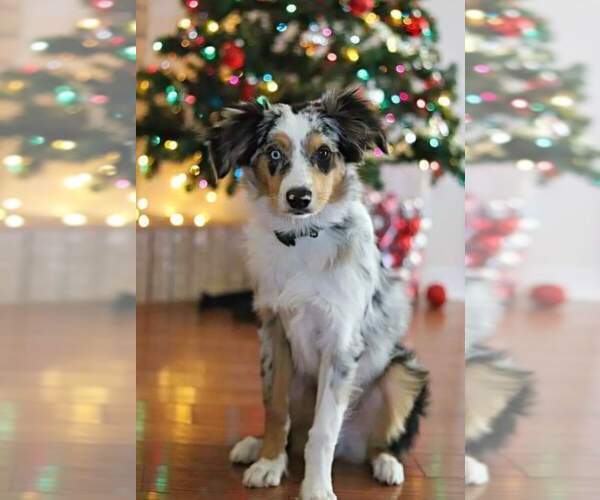Medium Photo #22  Breeder Profile in DOTHAN, AL, USA