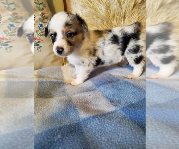 Medium Photo #4  Breeder Profile in BRIGGSDALE, CO, USA