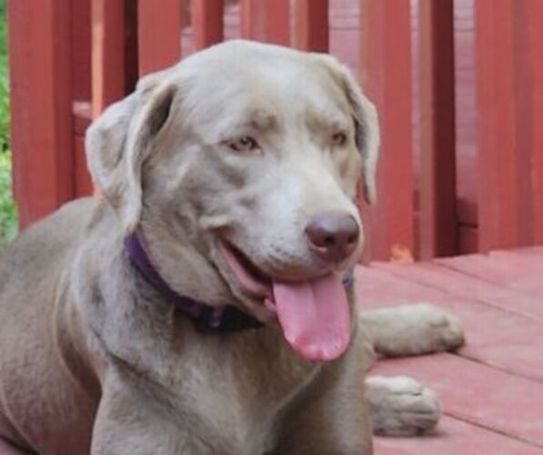 Medium Photo #1  Breeder Profile in PEKIN, IL, USA