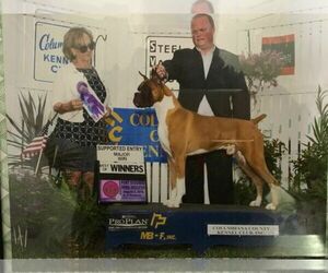 Boxer Dog Breeder near NAPPANEE, IN, USA