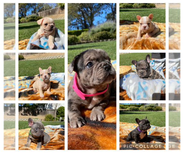 Medium Photo #1  Breeder Profile in FAIRFIELD, CA, USA